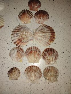 Scalloped seashells