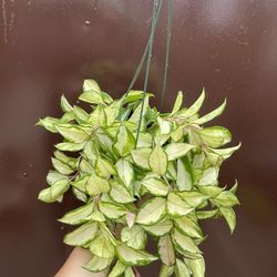 6” Hoya Exotica Tricolor High Variegation