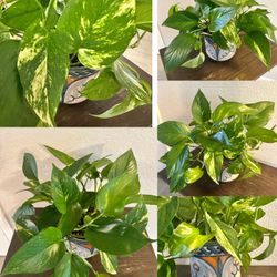 Variegated Golden Pothos Indoor Plant Live