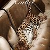 Luxfinds