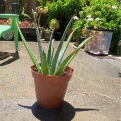 Aloe Vera 