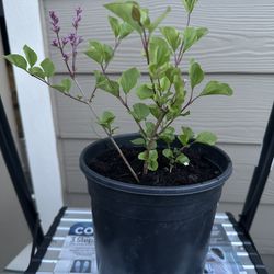 Lilac Shrub