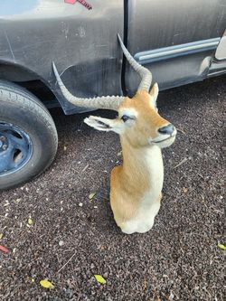 deer taxidermy