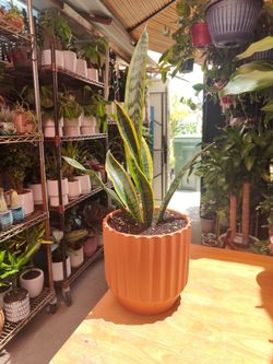 Indoor Plants