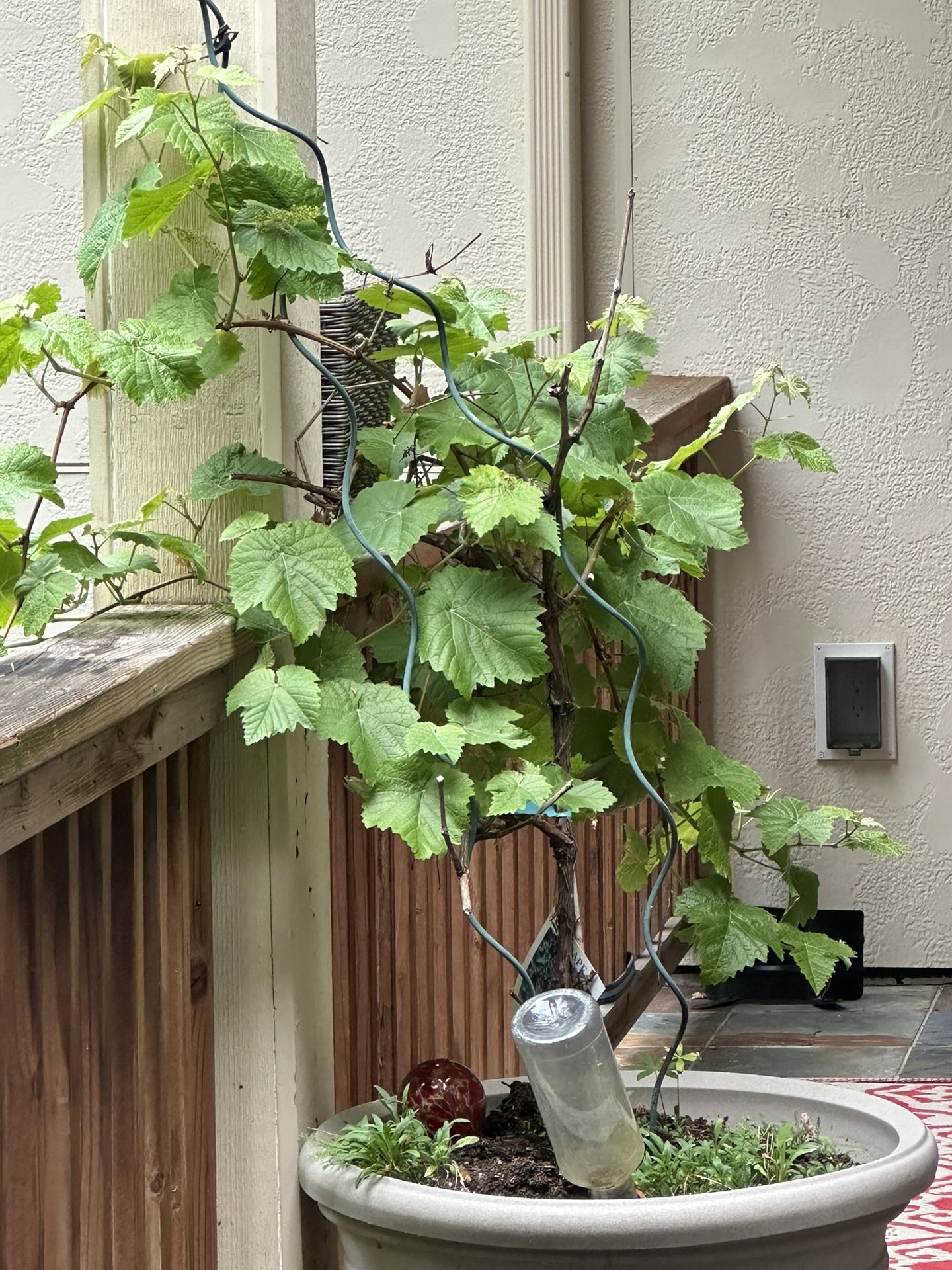 GRAPE 🍇 VINES- moving. Easy To Transport. $20 Each