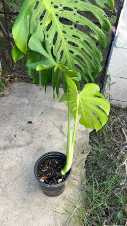 Rooted Montera Palm  Plant Two Years In Same Pot And  Black Comercial Pot Ready to Decor Your  Garden Or Inside Home