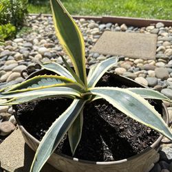 Variegated Agave Americana Succulent Plant