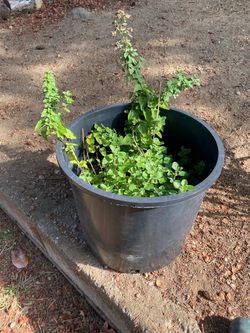 🌿 Large Established Thyme Plant – Mature Perennial Herb – $25 OBO