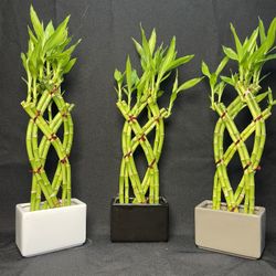 Braided Bamboo Plants In Rectangular Ceramic Vases(16” tall , $10 each.)