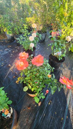 Roses