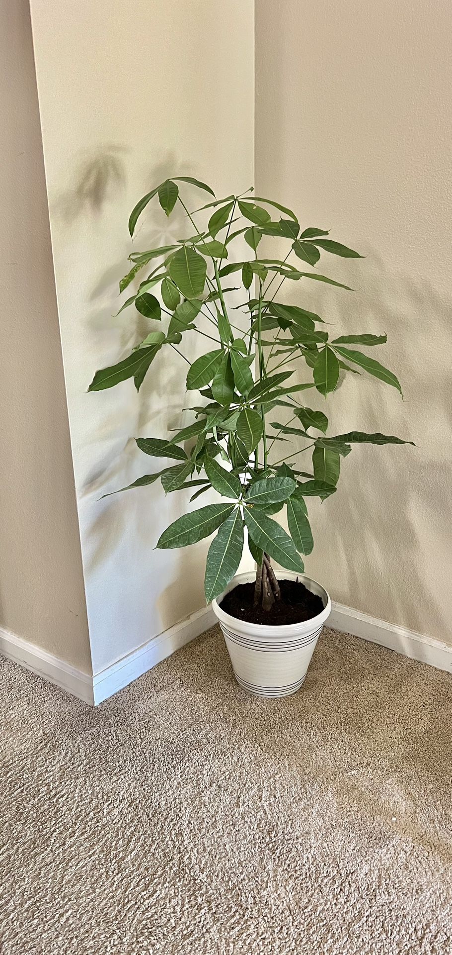 Big Money Tree 🌴