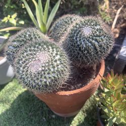 Cactus Plant In Terra-cotta Pot