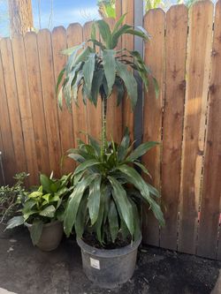 Selling this Dracaena fragrans plant