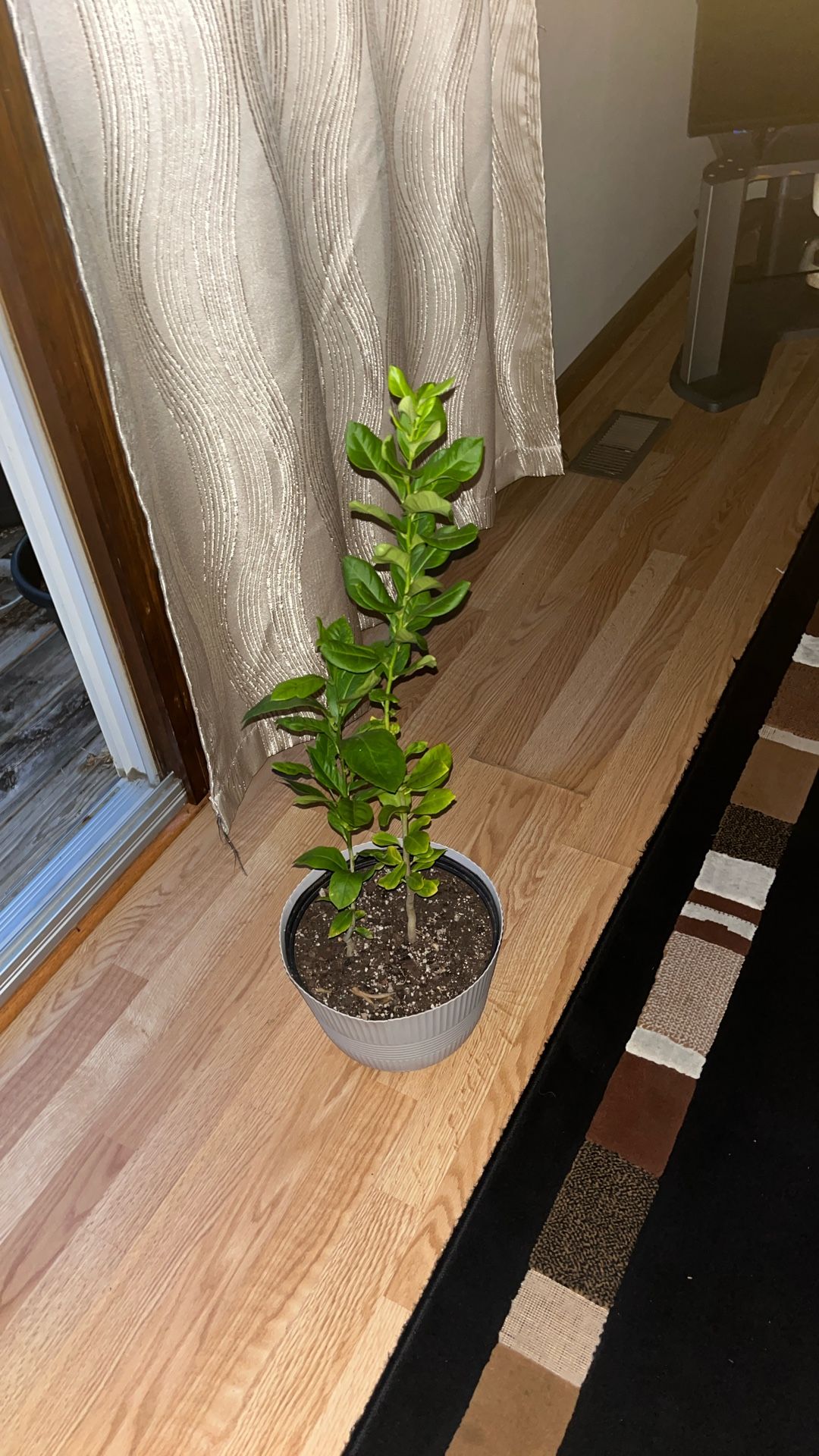 Plantas De Limon Amarillo
