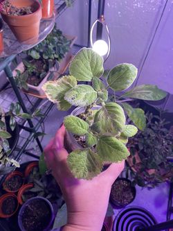 Plectranthus Green & Yellow