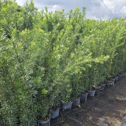 Podocarpus Over 4 Feet Tall Privacy Isolate Your Home From Noisy Neighbors 