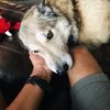 Marcos