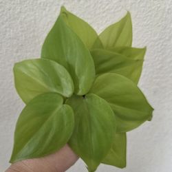 Philodendron Lemon Lime Plant Cuttings