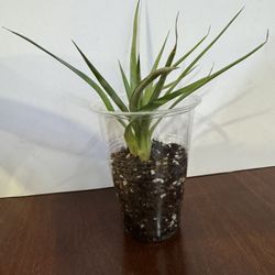 Ananas Mini Pineapple Plant