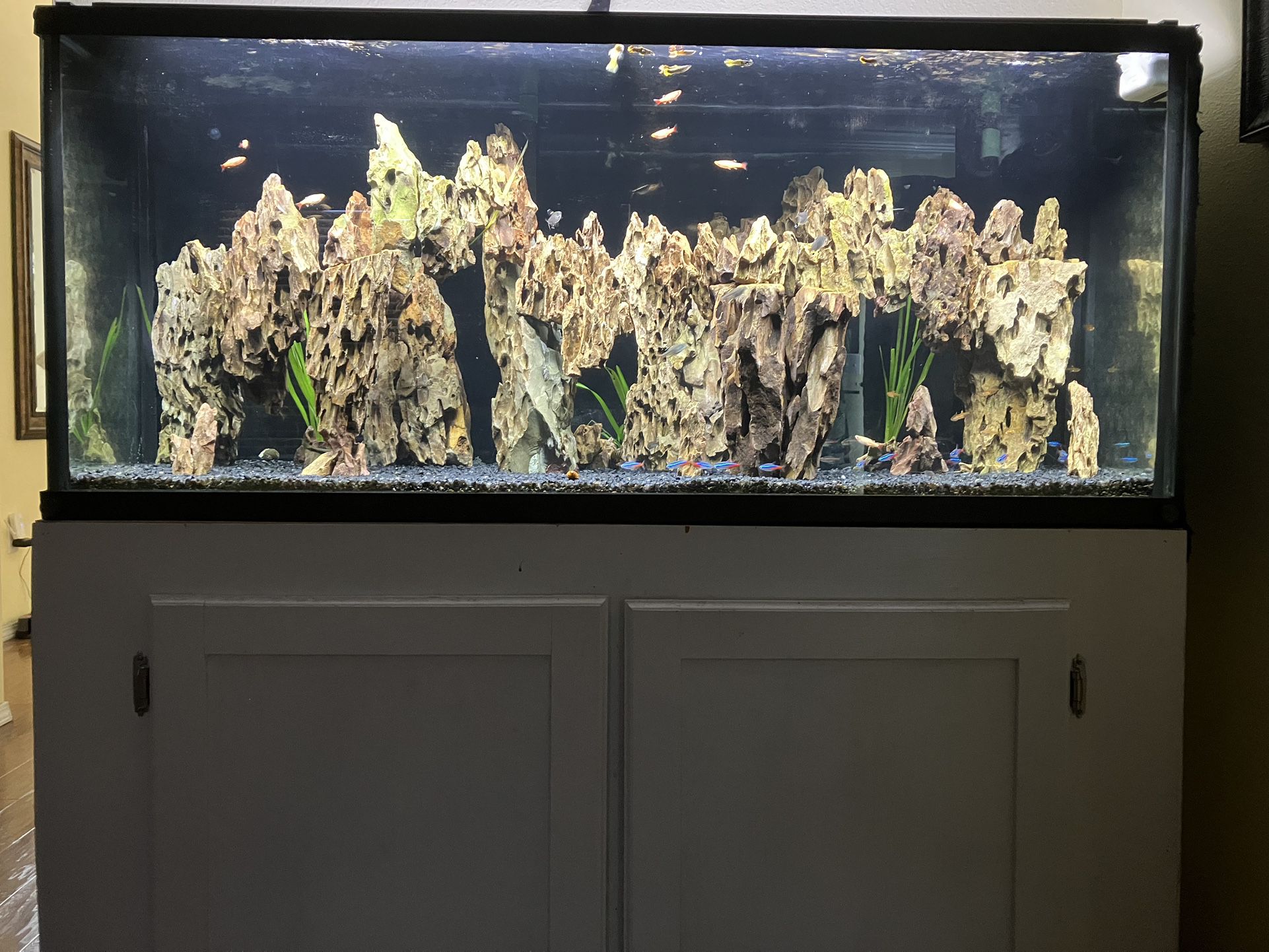 55 Gallon Aquascape, Everything Included 