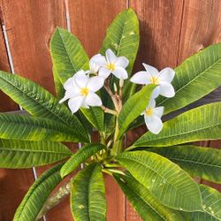 Plumeria Plant