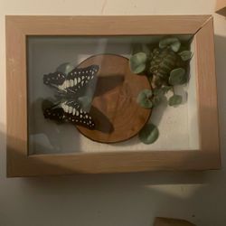 Real Framed Butterfly  Gift