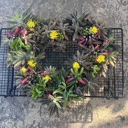 Kalancho succulent heart wreath and bouquets
