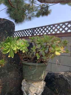 Jade With Mixed Succulent Plants For Sale
