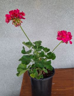 Crane’s bill flower / Geranium Flower / Geranio Flor