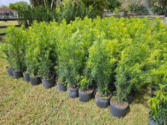 clusias podocarpus  Only  instant privacy  Hedge  for fences minimum qty +50
