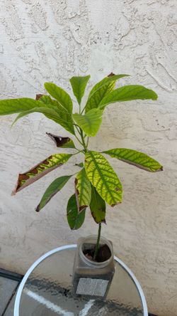 Avocado tree