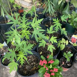 Plantas $10