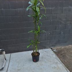 Drecaina Indoor Plant 6 Feet Tall 