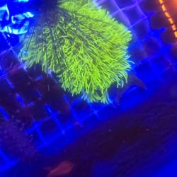 Fishtank And Ornamental Corals For Sale In Lake Worth Beach F.L 