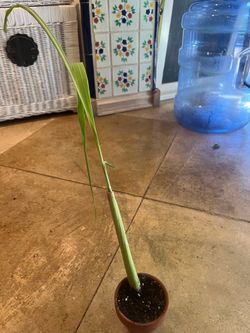 Lemon grass plant in 2 inch terracotta pot