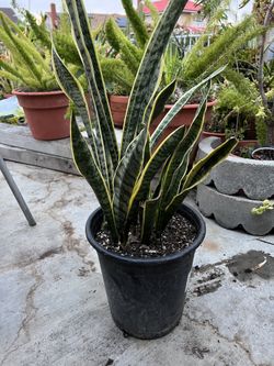 Snake plant in 5 gal pot