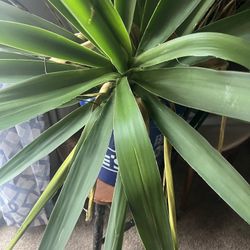 Yucca Cutting 