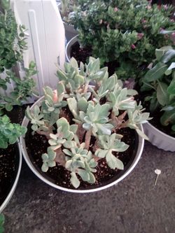 Cotyledon orbiculata succulent potted plant