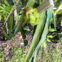 Red Dragon Fruit 