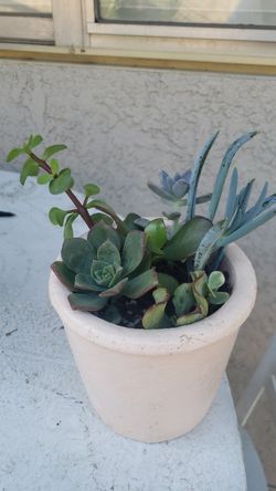 Beautiful succulents, great for a gift