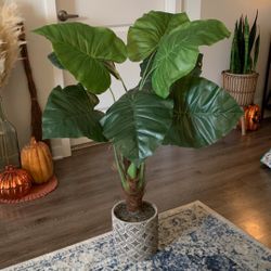 Artificial Taro Plant In Decorative Clay Pot
