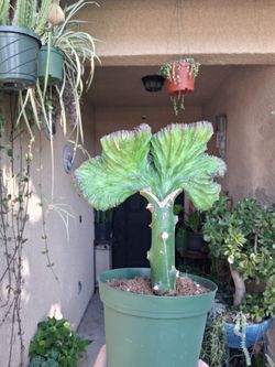 Green & Purple Mermaid Tails Cactus $40