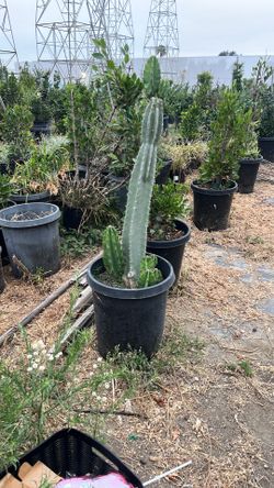 Catus