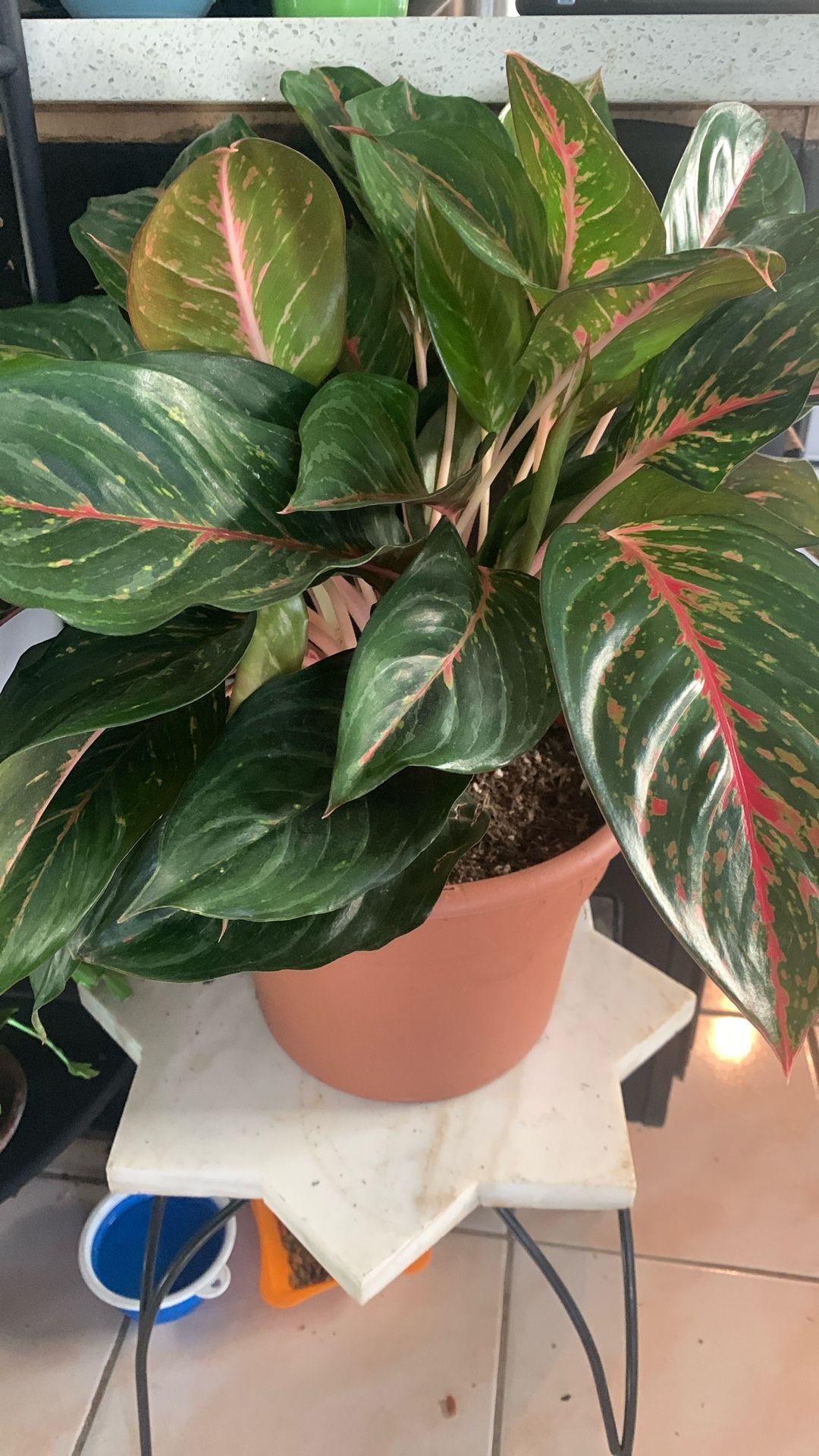 Aglaonema emerald