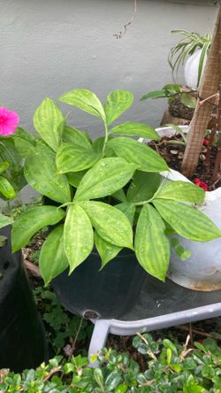 Plant