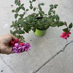 Fucshia Plant In One Gallon Pot