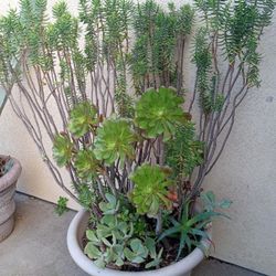 Big Potted Succulents 