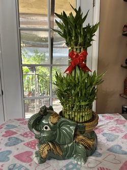 Lucky 🍀 Bamboo Plant 