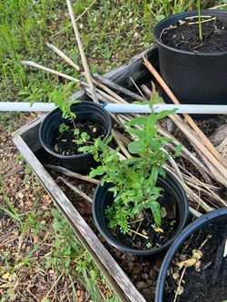 Pomegranate Trees in Black Nursery Pots