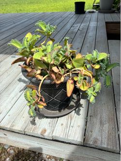 Mother of Millions Plant
